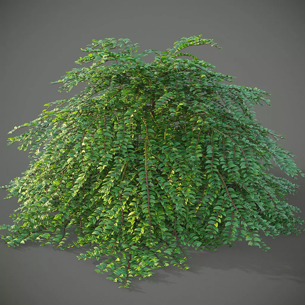 XfrogPlants Box Honeysuckle - Lonicera Nitida  3D model_0