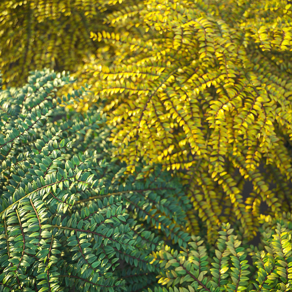 XfrogPlants Box Honeysuckle - Lonicera Nitida  3D model_3