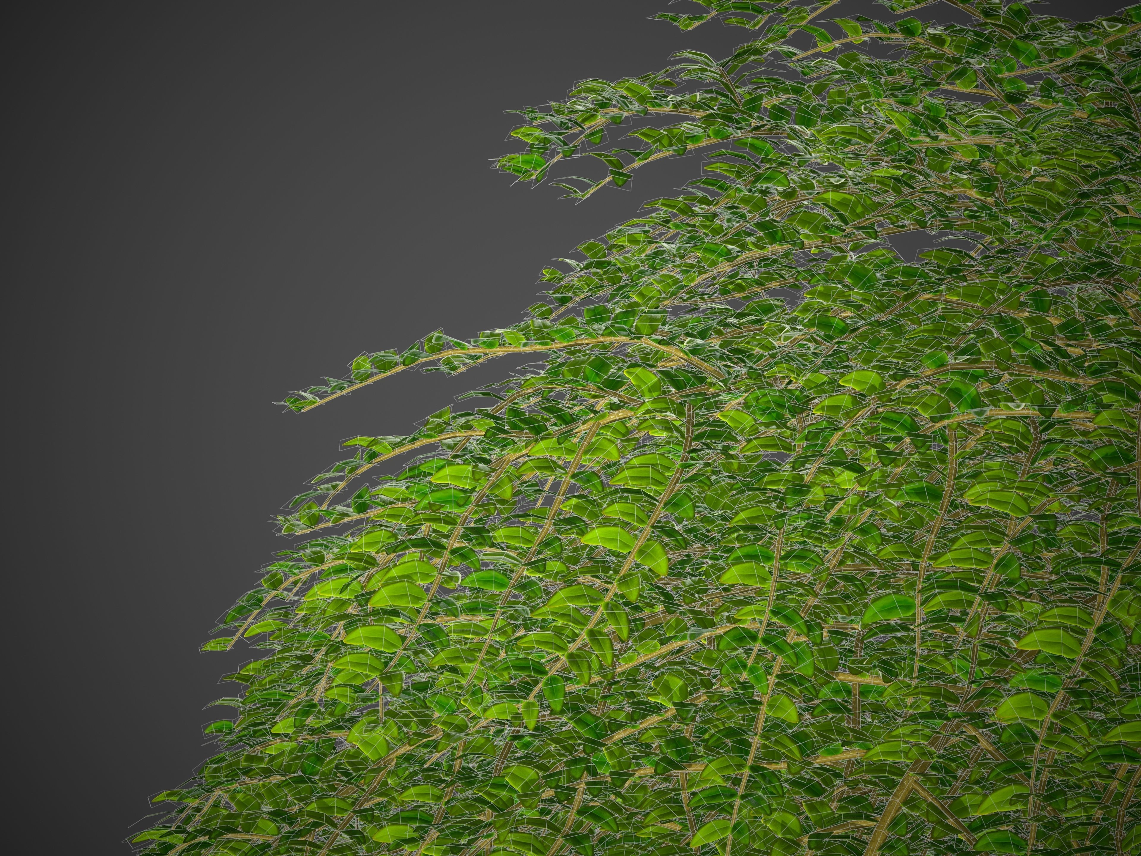 XfrogPlants Box Honeysuckle - Lonicera Nitida  3D model_5