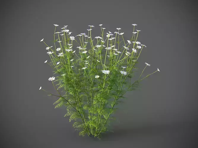 XfrogPlants German Chamomille - Matricaria Chamomille  3D model