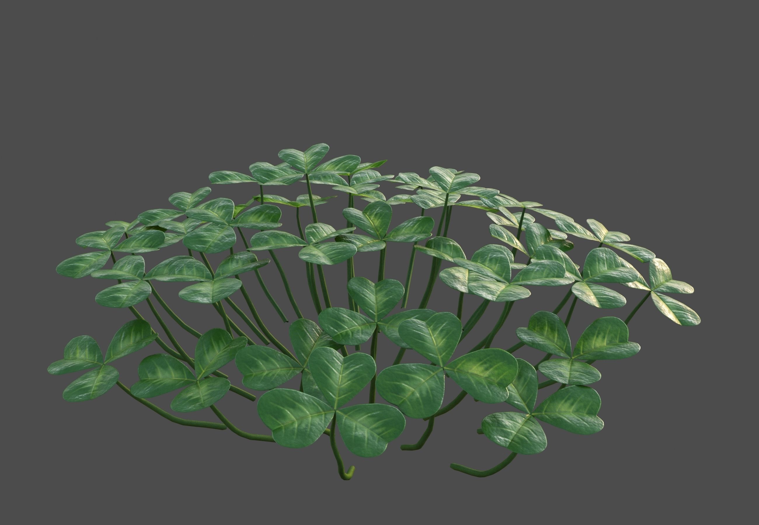 XfrogPlants Oregon Oxalis - Oxalis Oregana  3D model_3