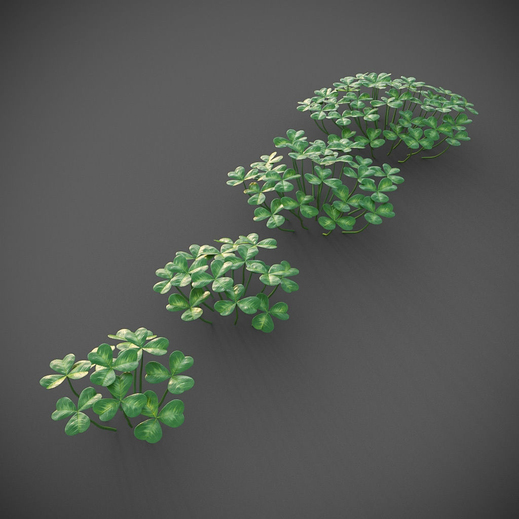 XfrogPlants Oregon Oxalis - Oxalis Oregana  3D model_2