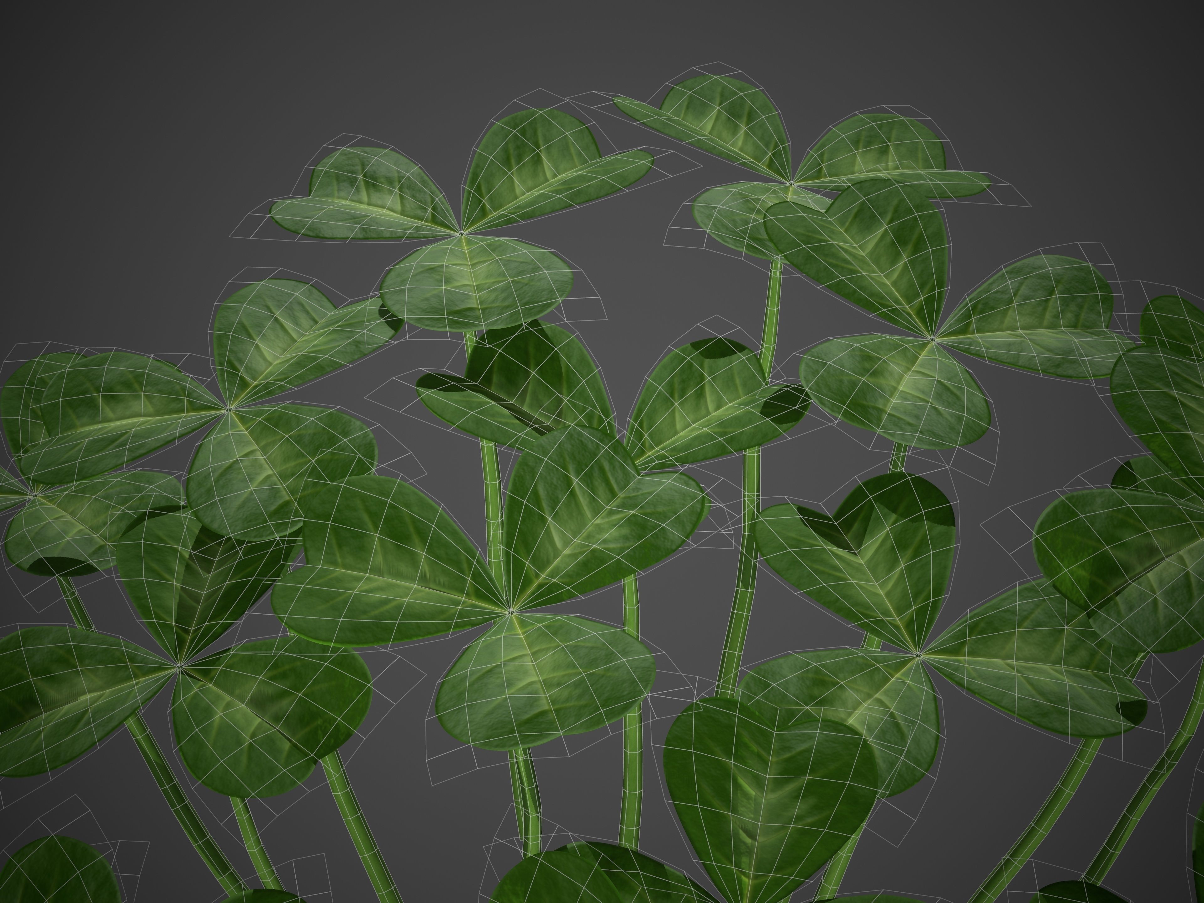 XfrogPlants Oregon Oxalis - Oxalis Oregana  3D model_5