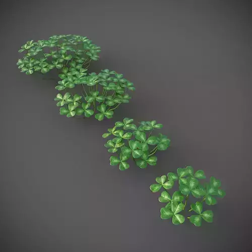 XfrogPlants Oregon Oxalis - Oxalis Oregana 