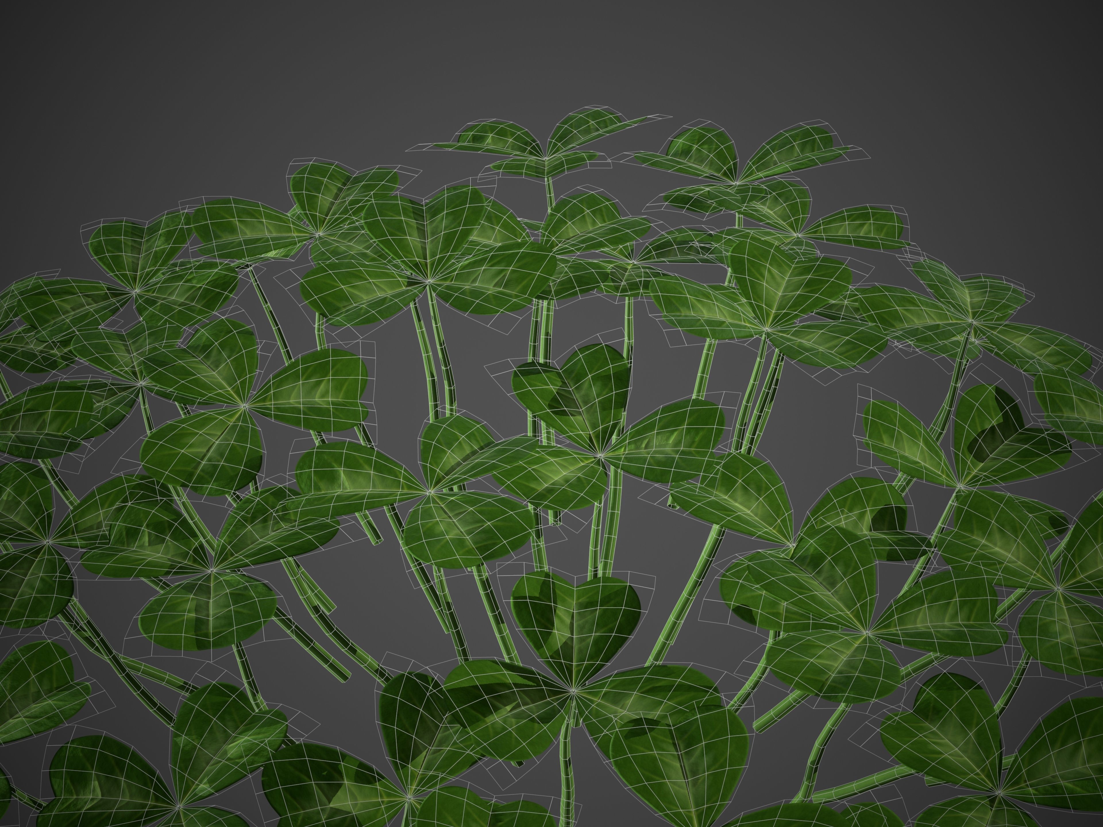 XfrogPlants Oregon Oxalis - Oxalis Oregana  3D model_4