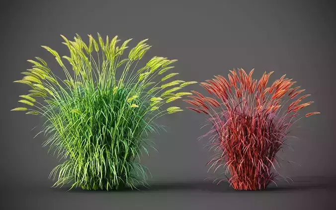 XfrogPlants Fountain Grass - Pennisetum Setaceum 