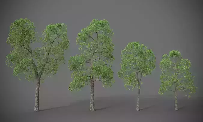 XfrogPlants Gray Pine - Pinus Sabiniana 