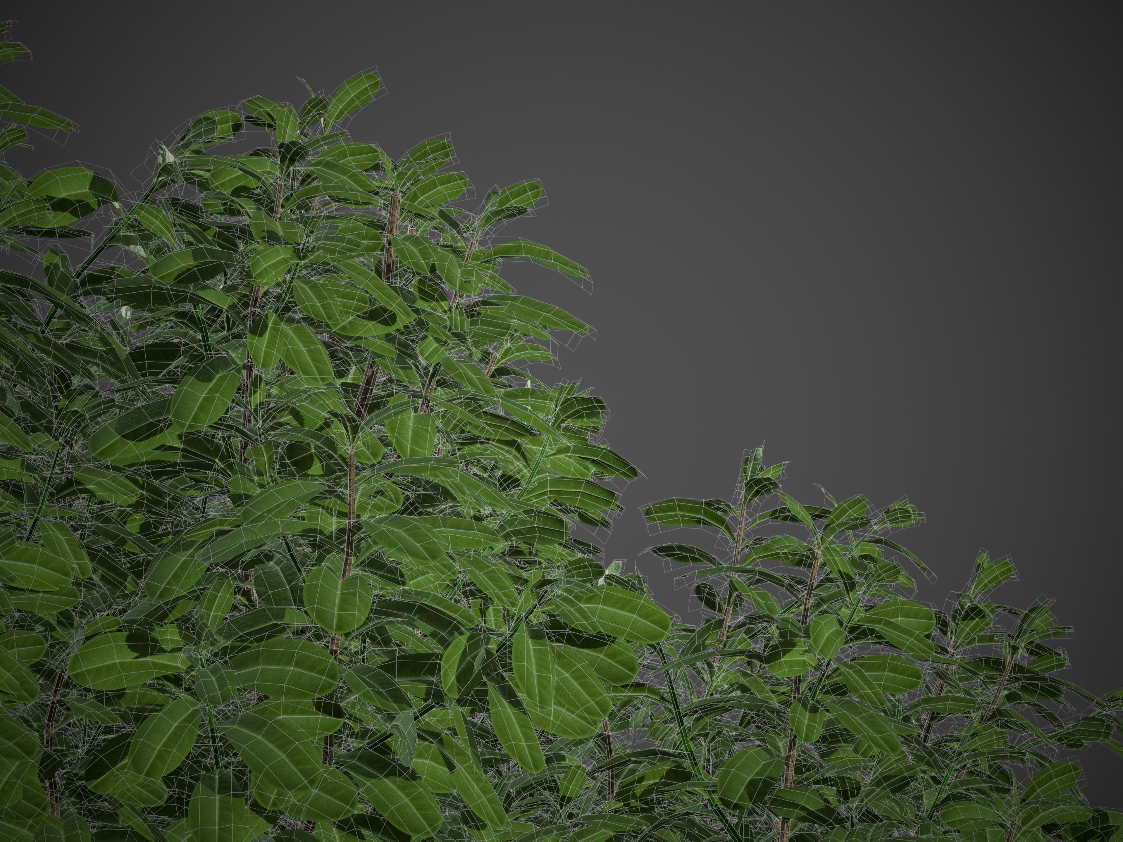 XfrogPlants Australian Laurel - Pittosporum Tobira 3D model_4