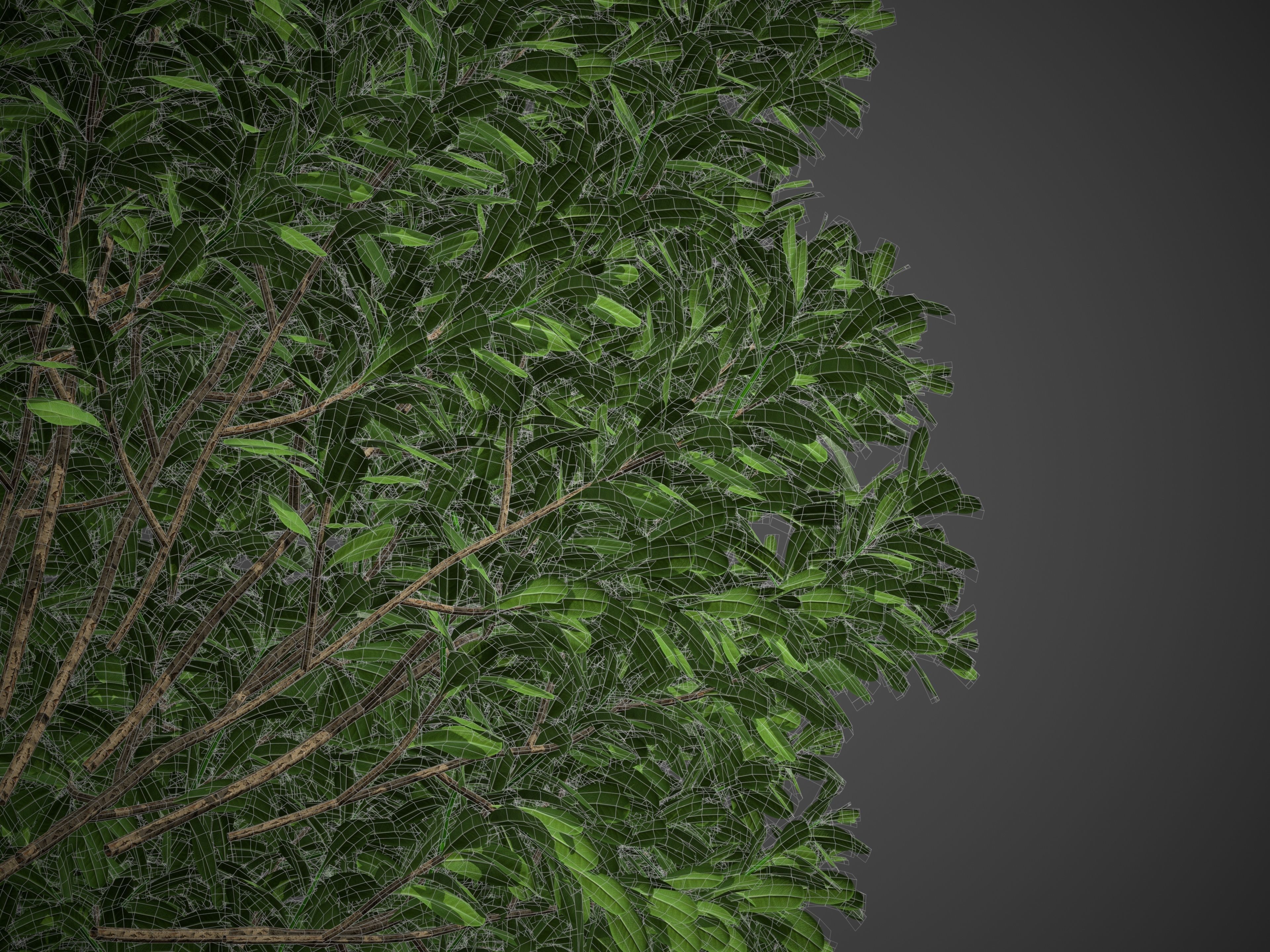 XfrogPlants Australian Laurel - Pittosporum Tobira 3D model_5