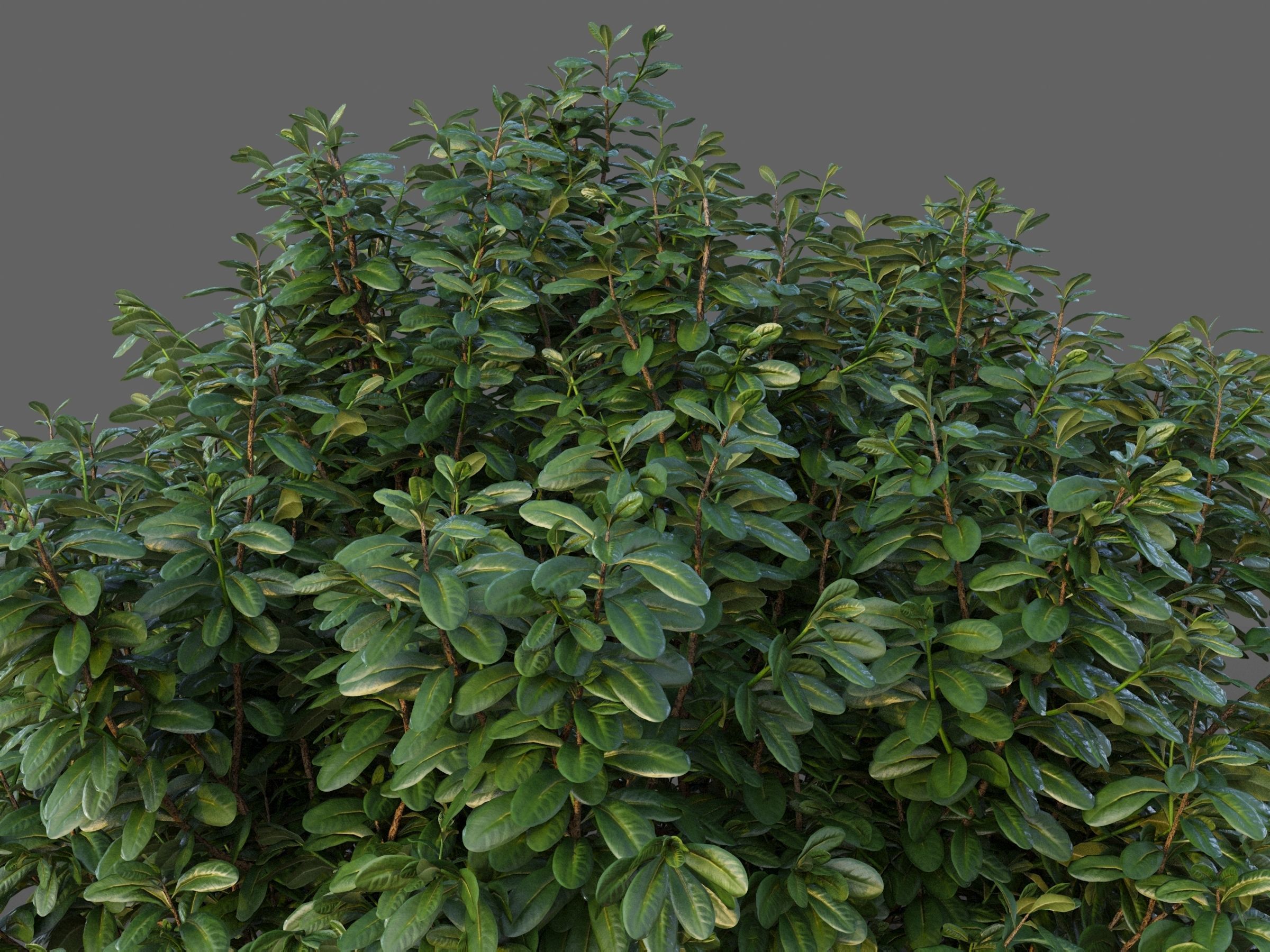 XfrogPlants Australian Laurel - Pittosporum Tobira 3D model_2