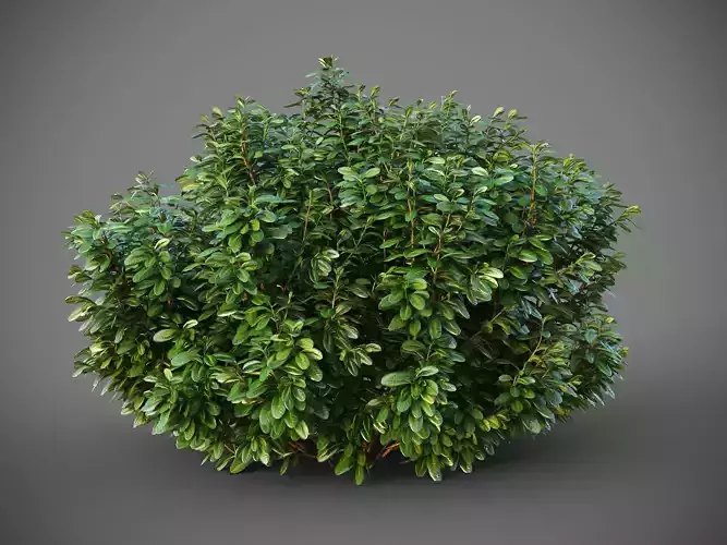 XfrogPlants Australian Laurel - Pittosporum Tobira 3D model