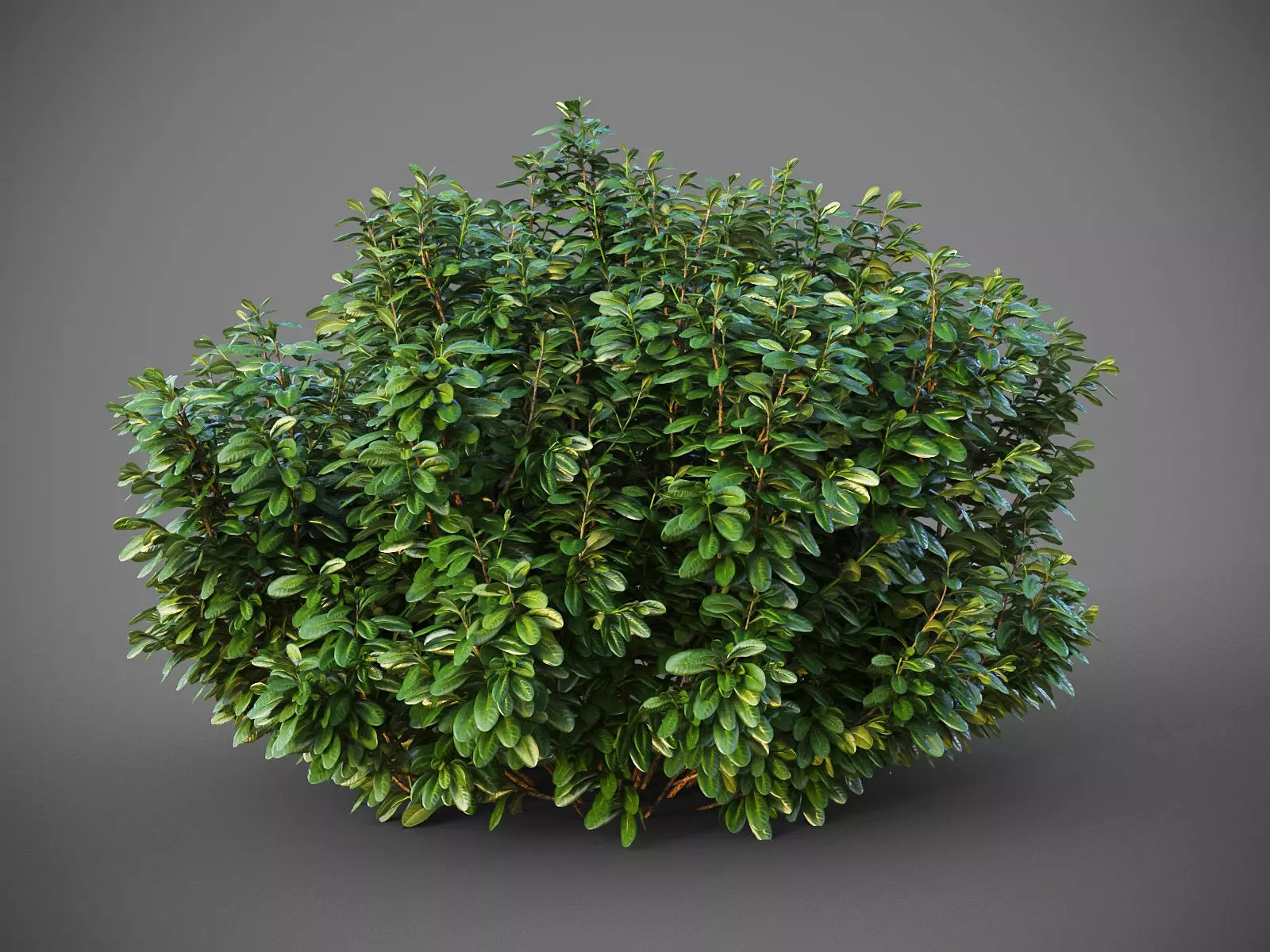 XfrogPlants Australian Laurel - Pittosporum Tobira 3D model_0