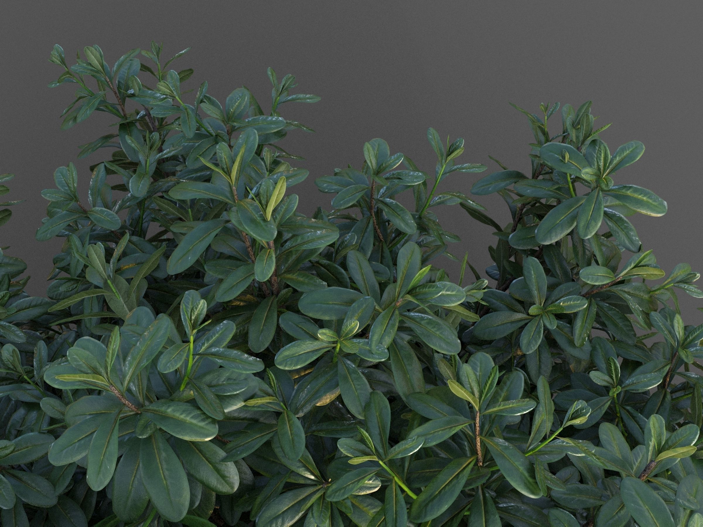 XfrogPlants Australian Laurel - Pittosporum Tobira 3D model_3