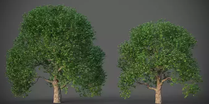 XfrogPlants California Live Oak - Quercus Agrifolia