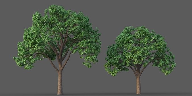 XfrogPlants Oregon Oak - Quercus Garryana  3D model