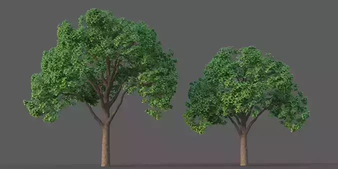 XfrogPlants Oregon Oak - Quercus Garryana 