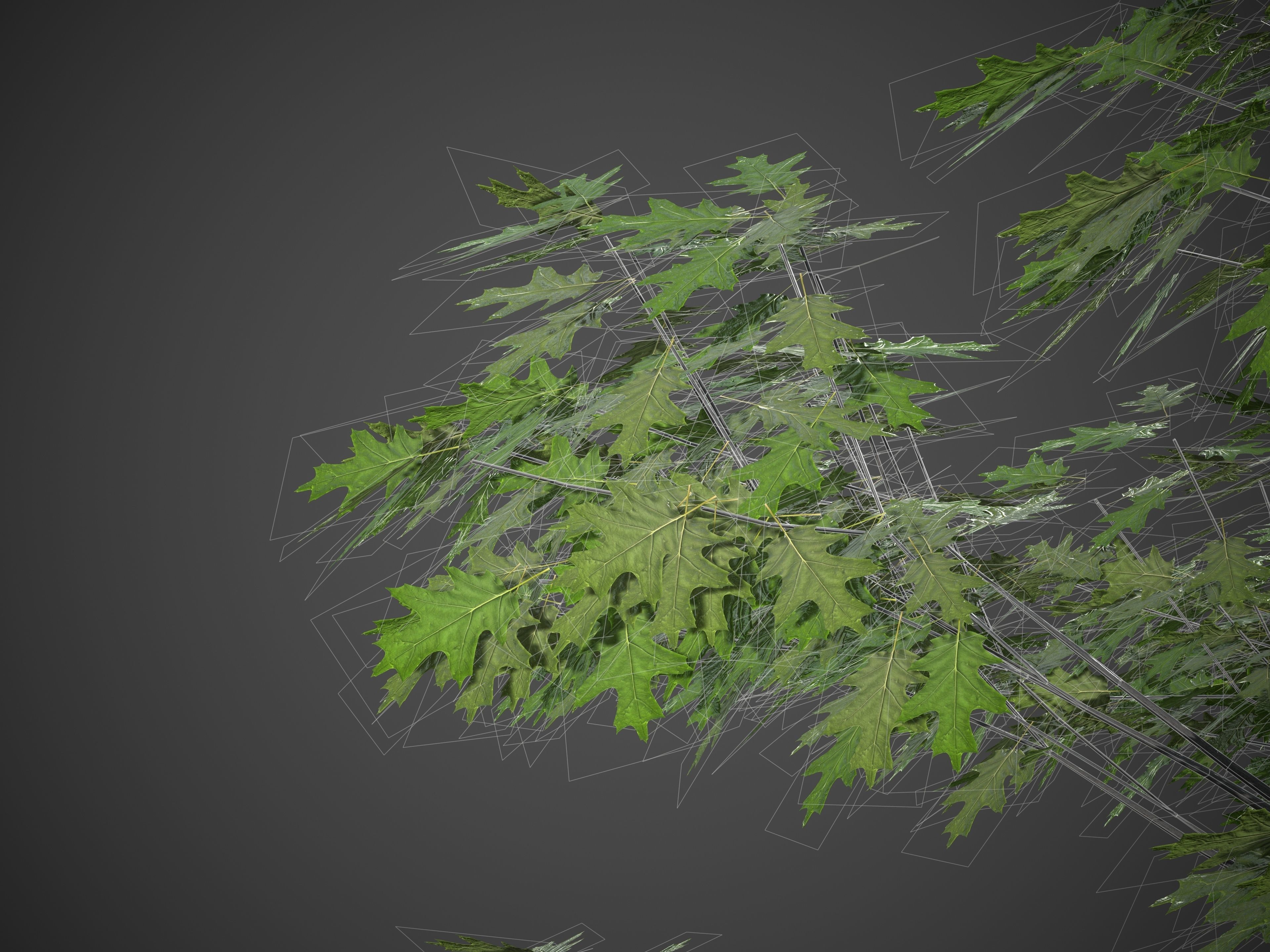 XfrogPlants California Black Oak - Quercus Kelloggii  3D model_5