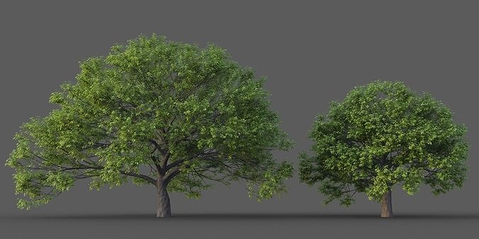 XfrogPlants California Black Oak - Quercus Kelloggii  3D model
