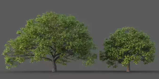 XfrogPlants California Black Oak - Quercus Kelloggii  3D model