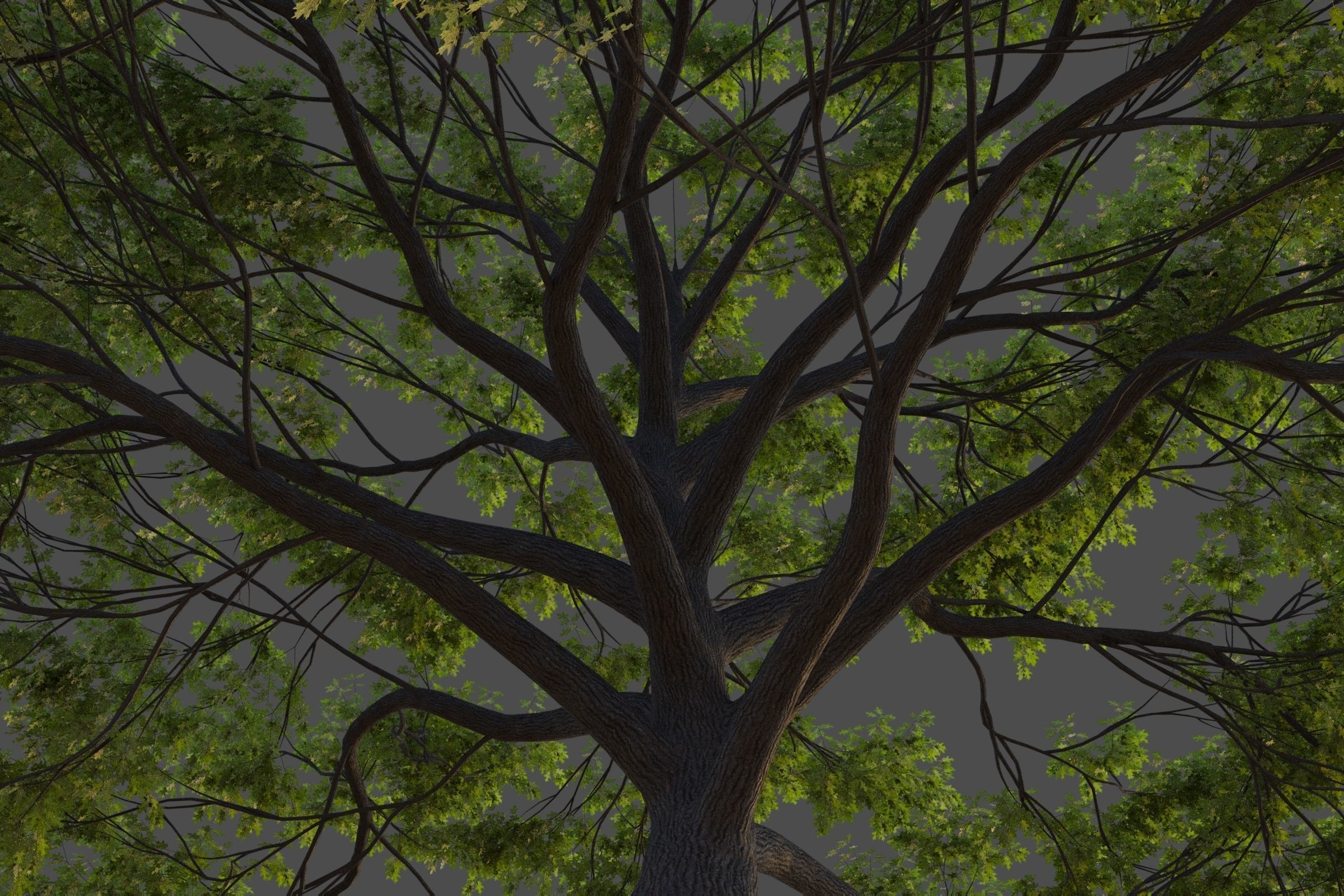 XfrogPlants California Black Oak - Quercus Kelloggii  3D model_3
