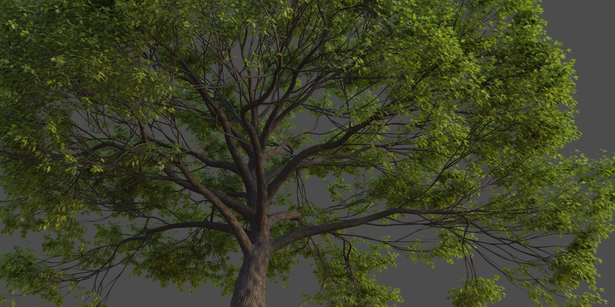 XfrogPlants California Black Oak - Quercus Kelloggii  3D model_2