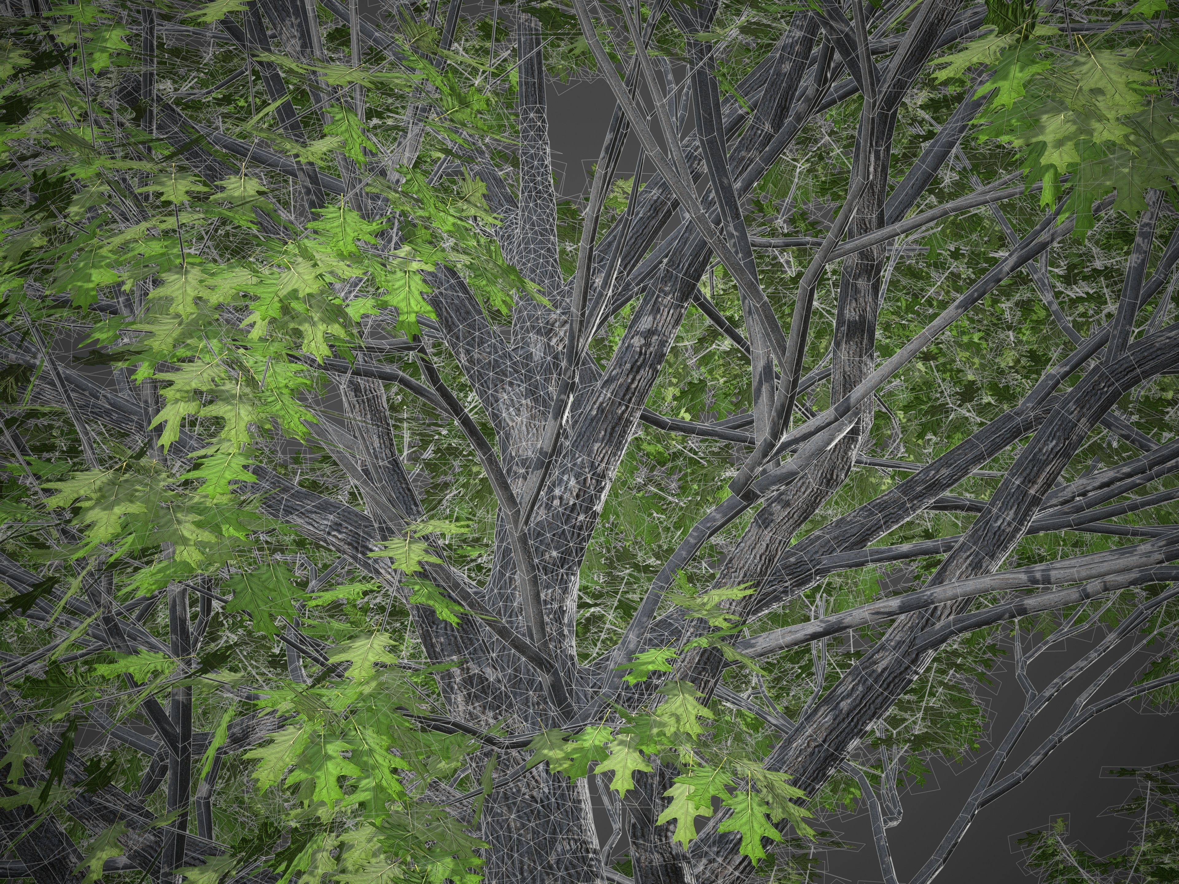 XfrogPlants California Black Oak - Quercus Kelloggii  3D model_4