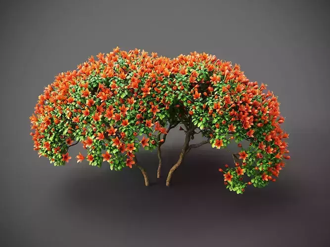 XfrogPlants Japanese Azalea - Rhododendron Japonicum  3D model