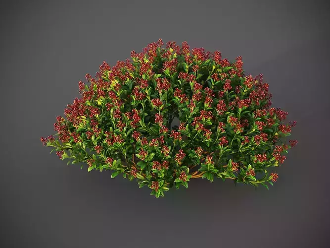 XfrogPlants Japanese Skimmia - Skimmia Japonica 