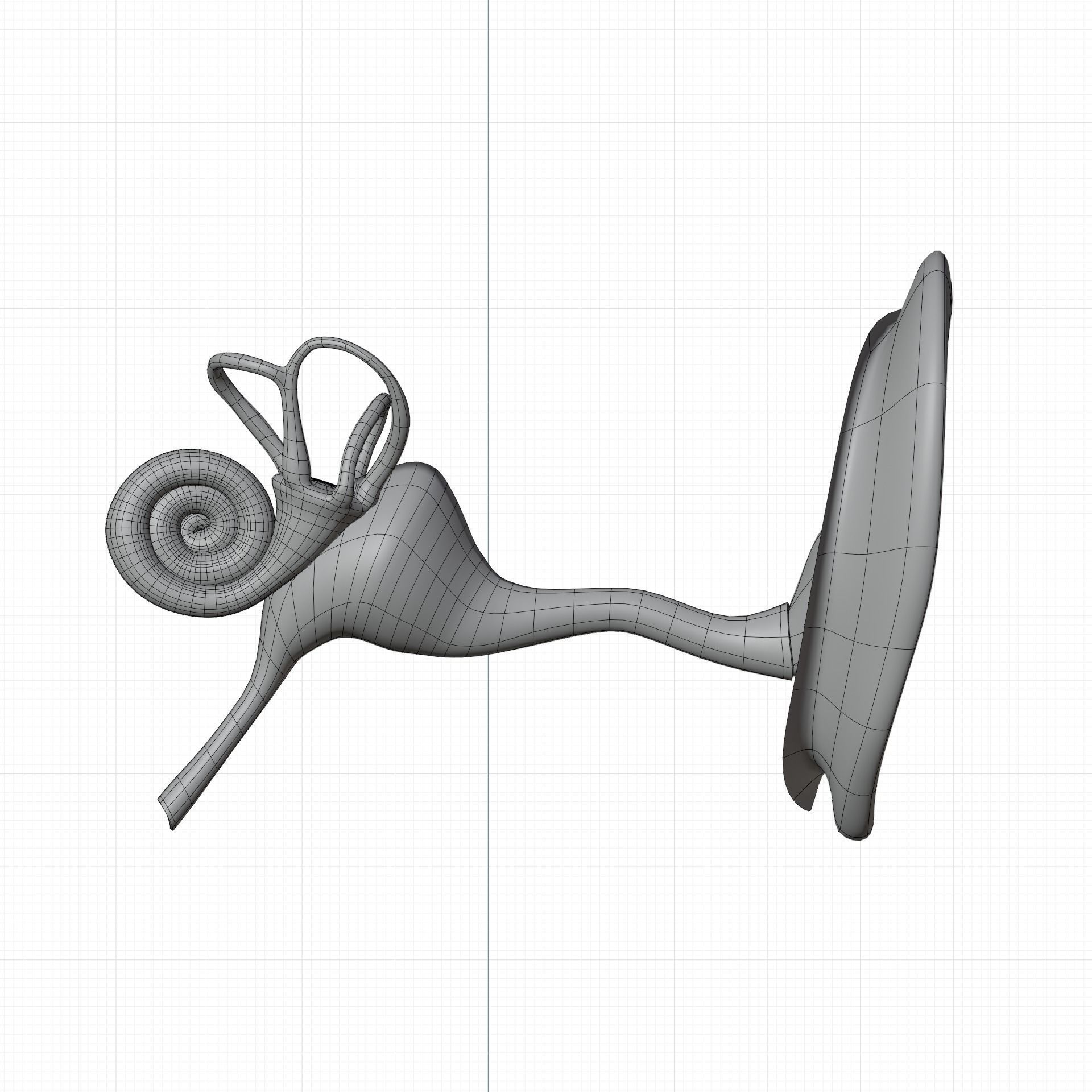 ear anatomy 3D model_9