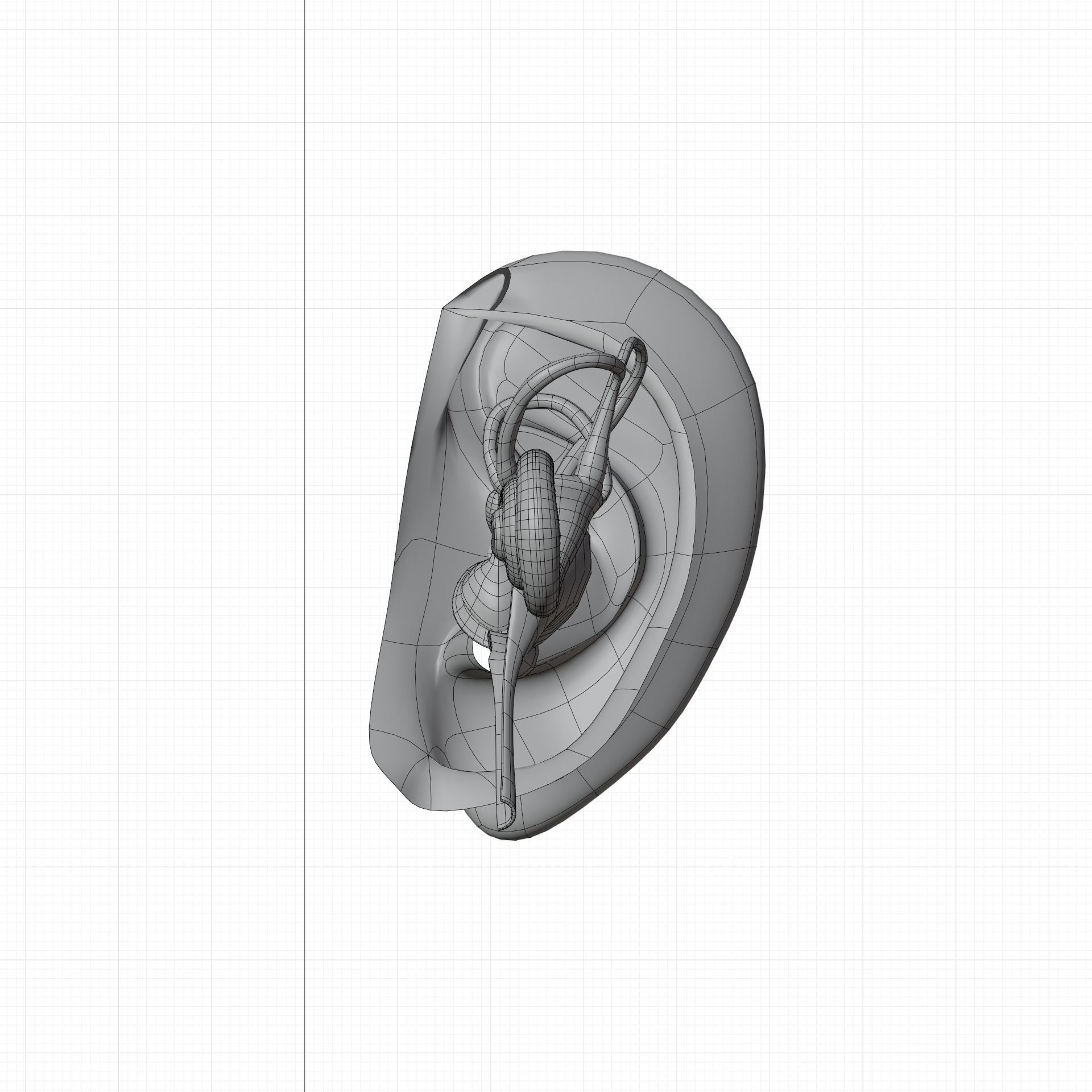 ear anatomy 3D model_1