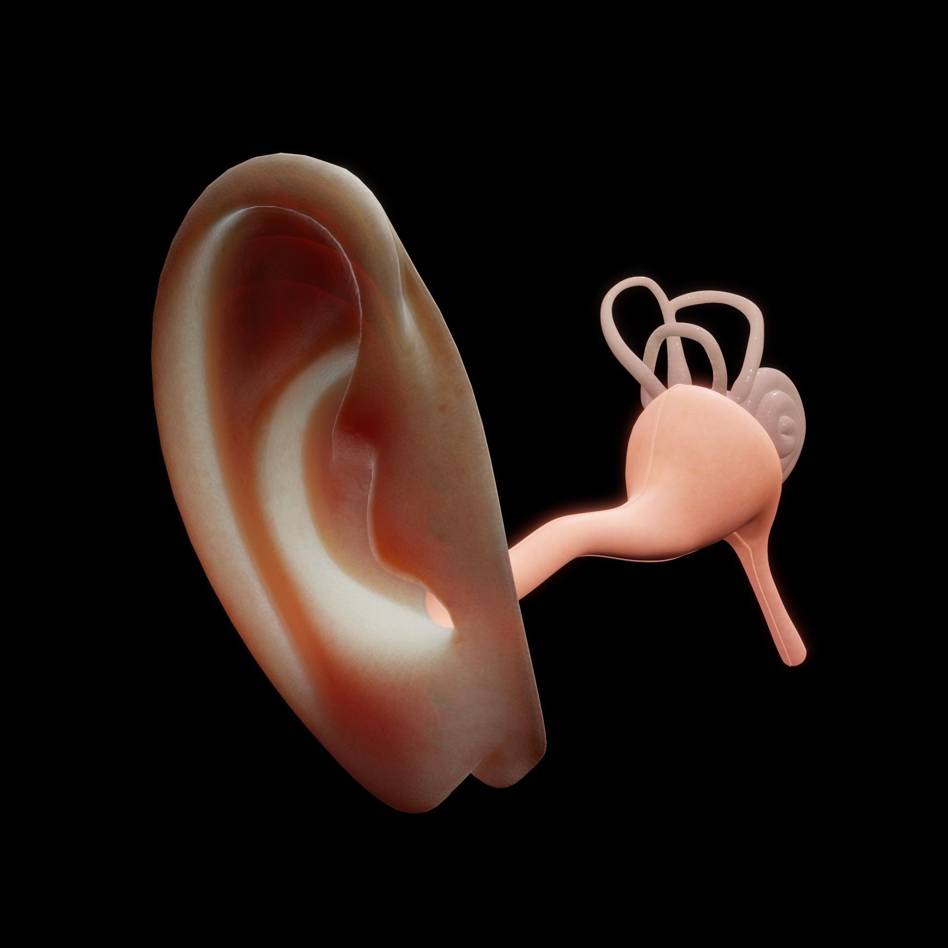ear anatomy 3D model_2