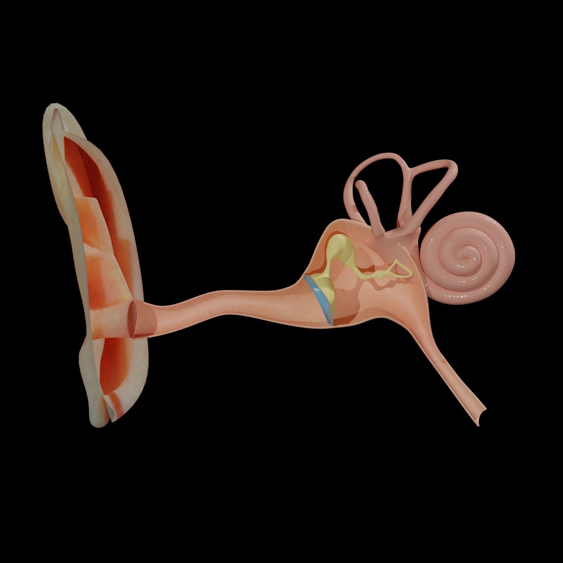 ear anatomy 3D model_3