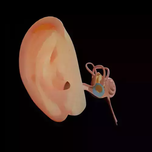 ear anatomy