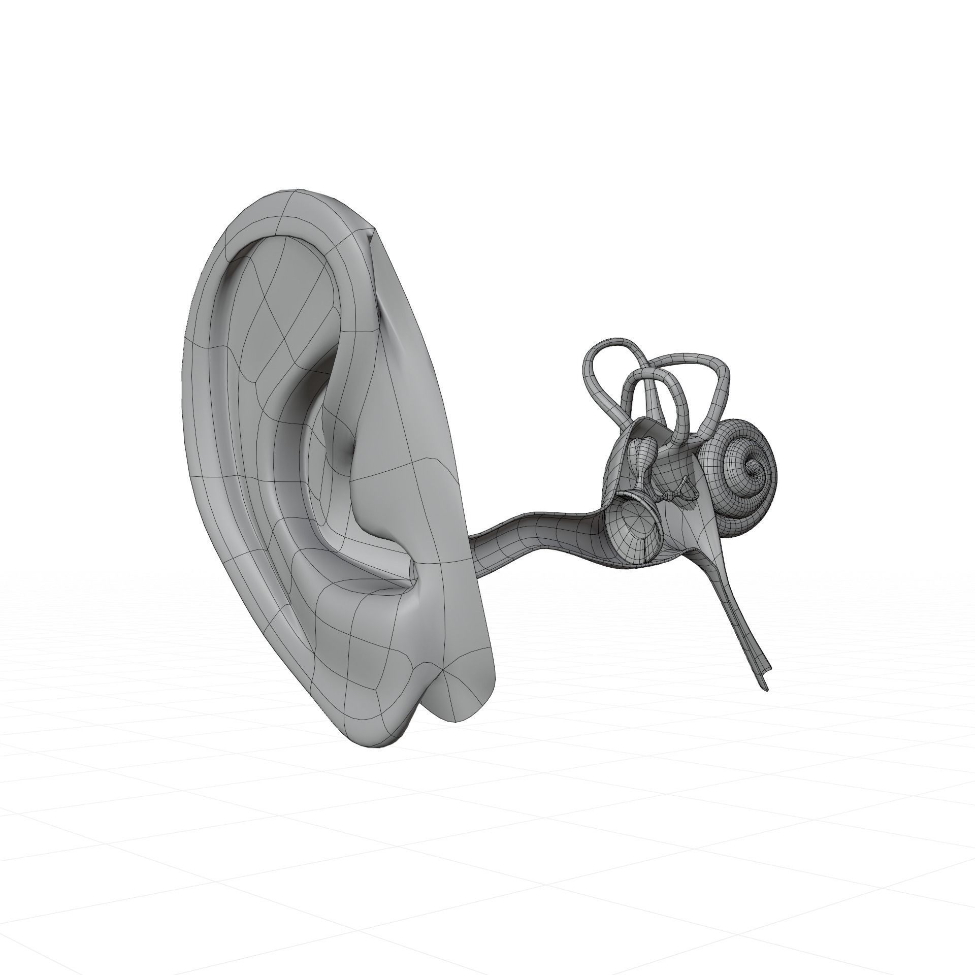 ear anatomy 3D model_5
