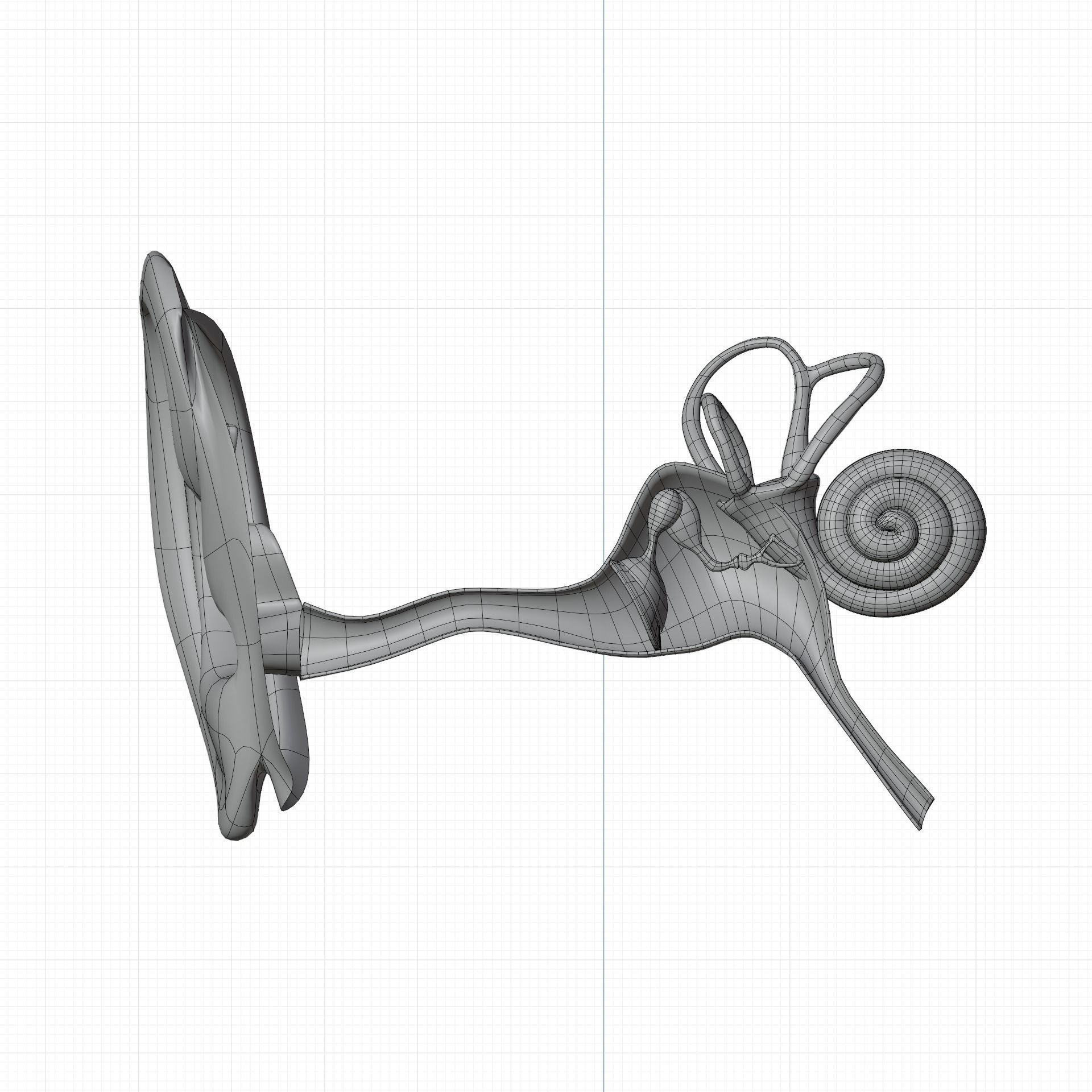 ear anatomy 3D model_8