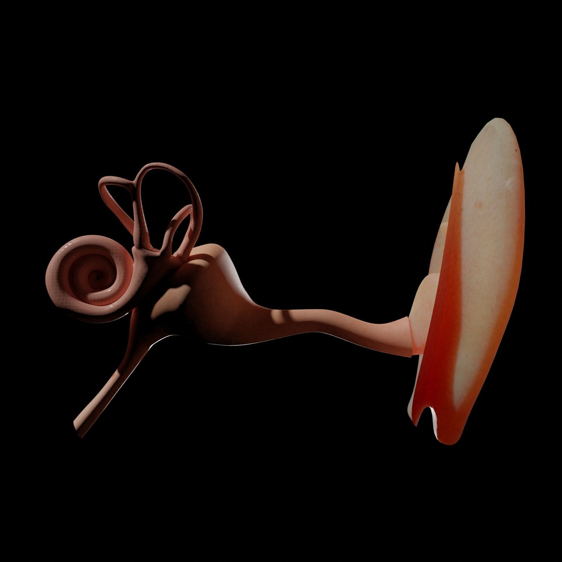 ear anatomy 3D model_4