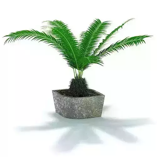 Green Potted Plant