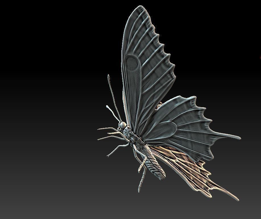 butterfly orange 3D print model_7