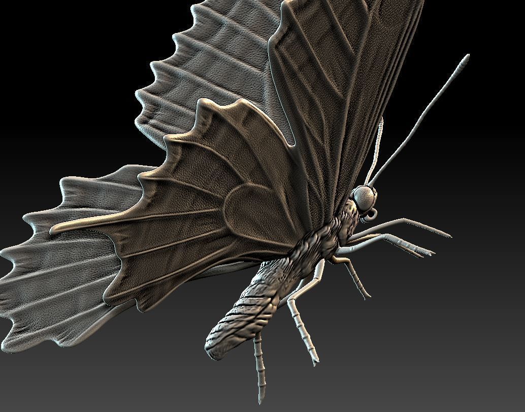 butterfly orange 3D print model_5