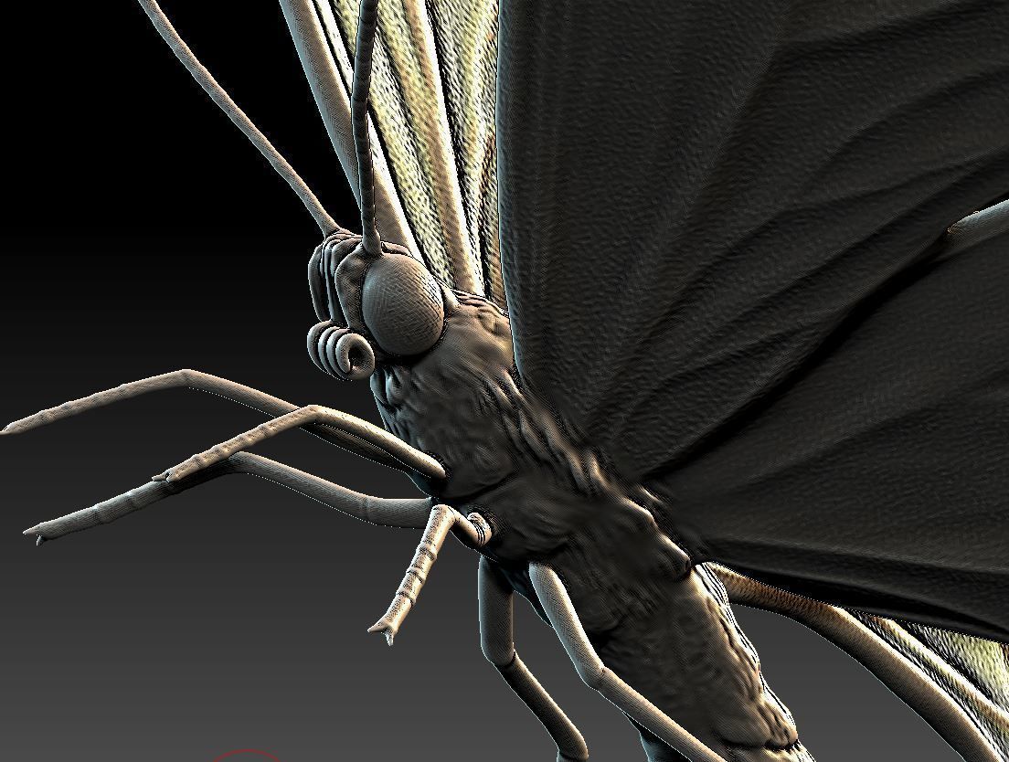 butterfly orange 3D print model_6