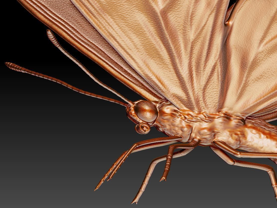 butterfly orange 3D print model_1