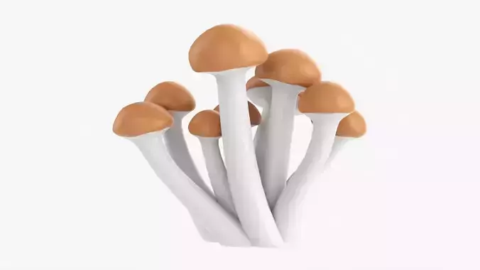 Armillaria mellea honey mushrooms 