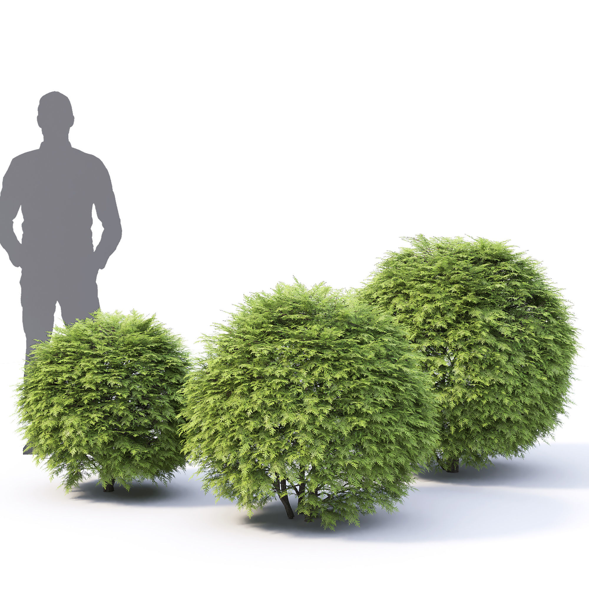 Thuja green globe 01 3D model_2