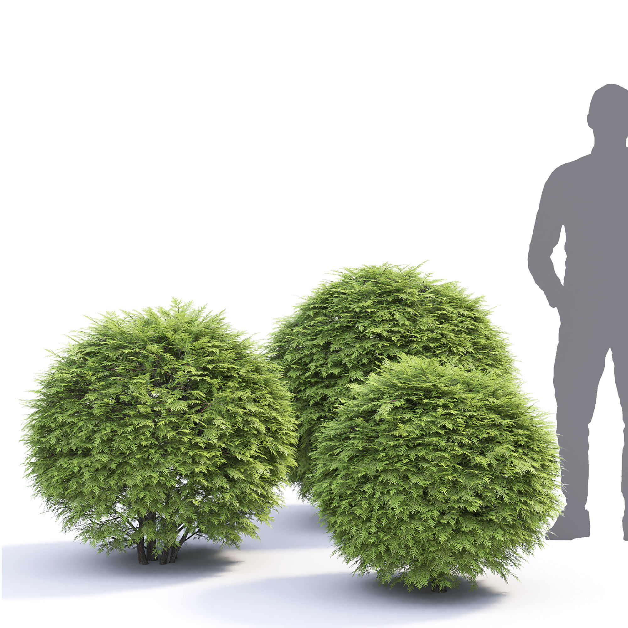 Thuja green globe 01 3D model_1