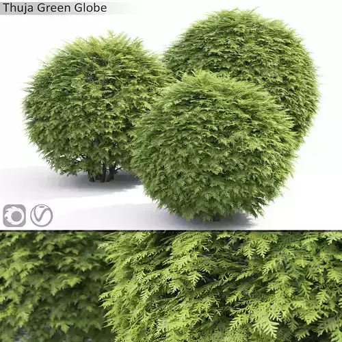 Thuja green globe 01