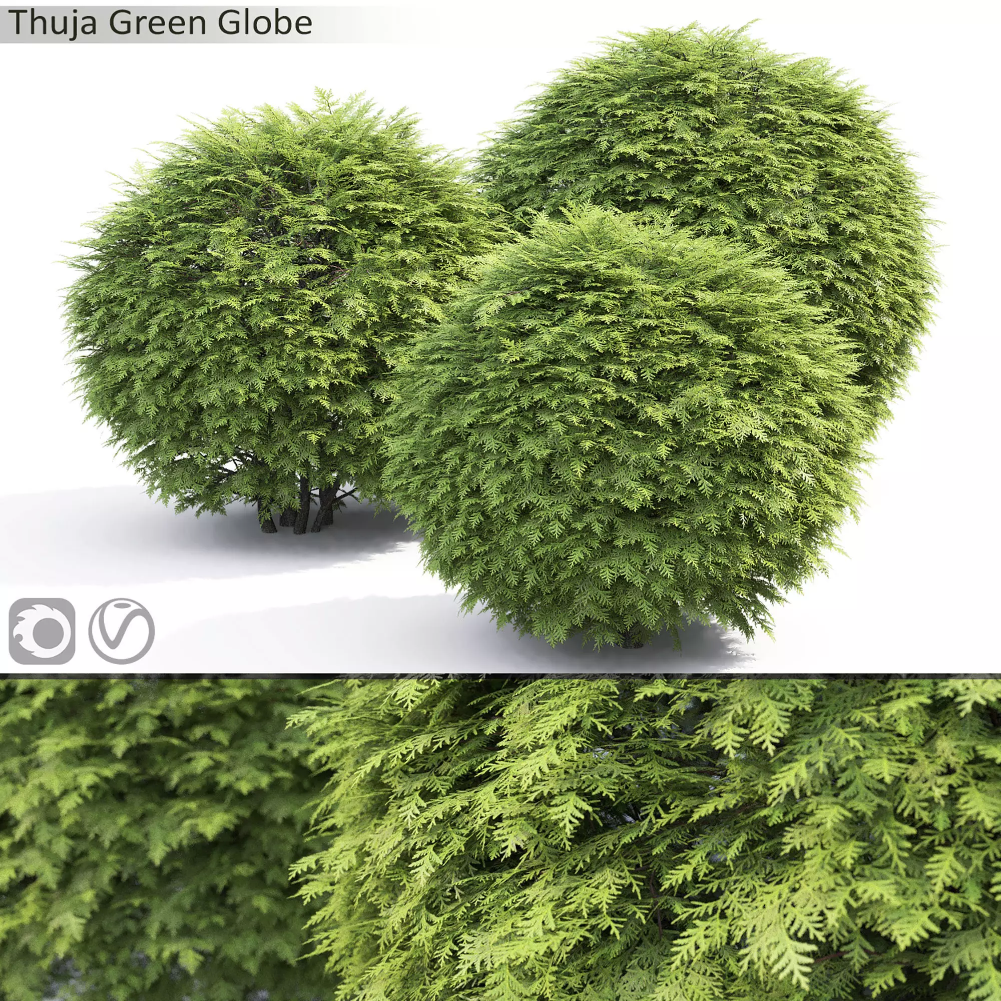 Thuja green globe 01 3D model_0