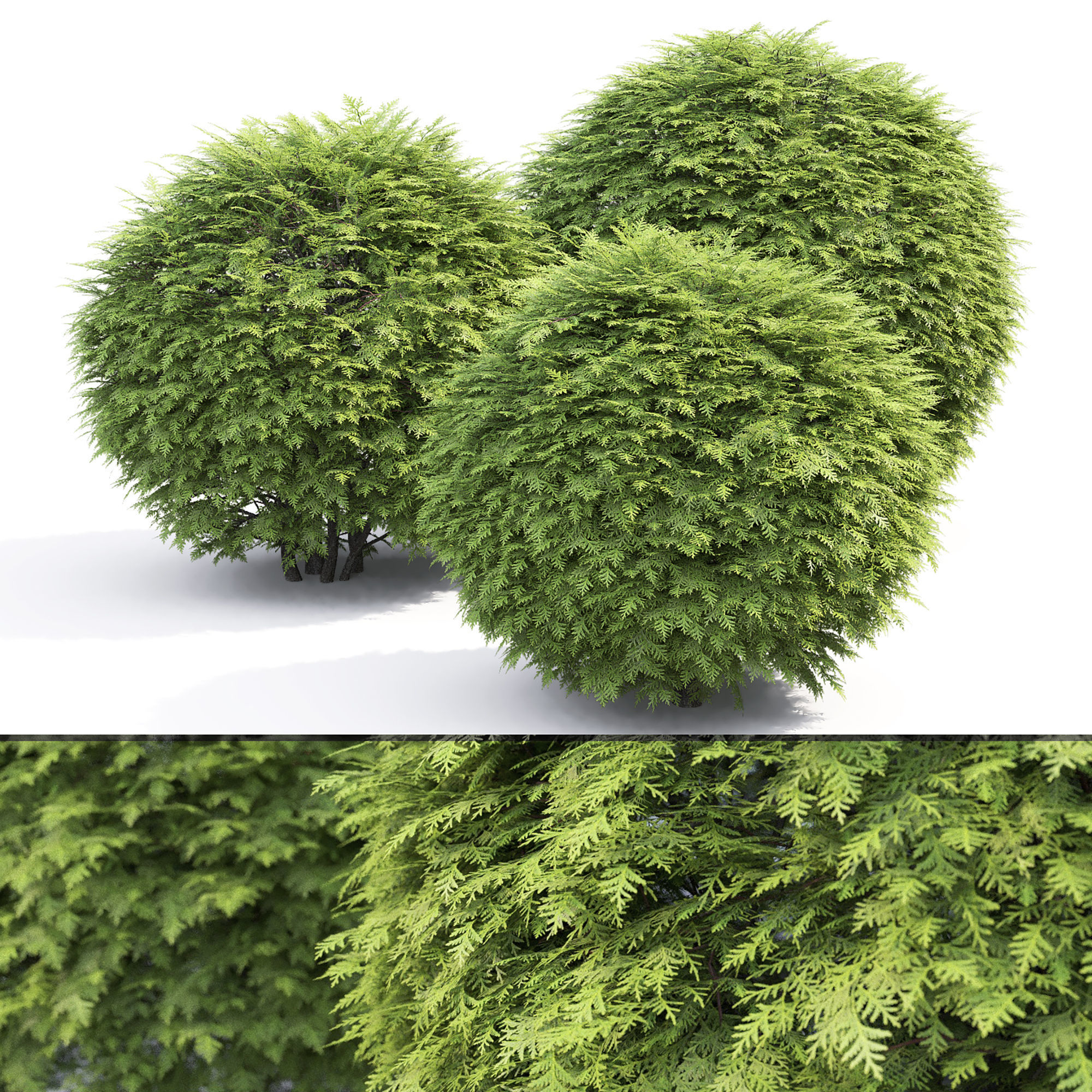 Thuja green globe 01 3D model_4
