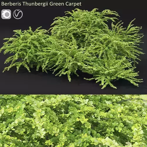 Berberis Green Carpet 02