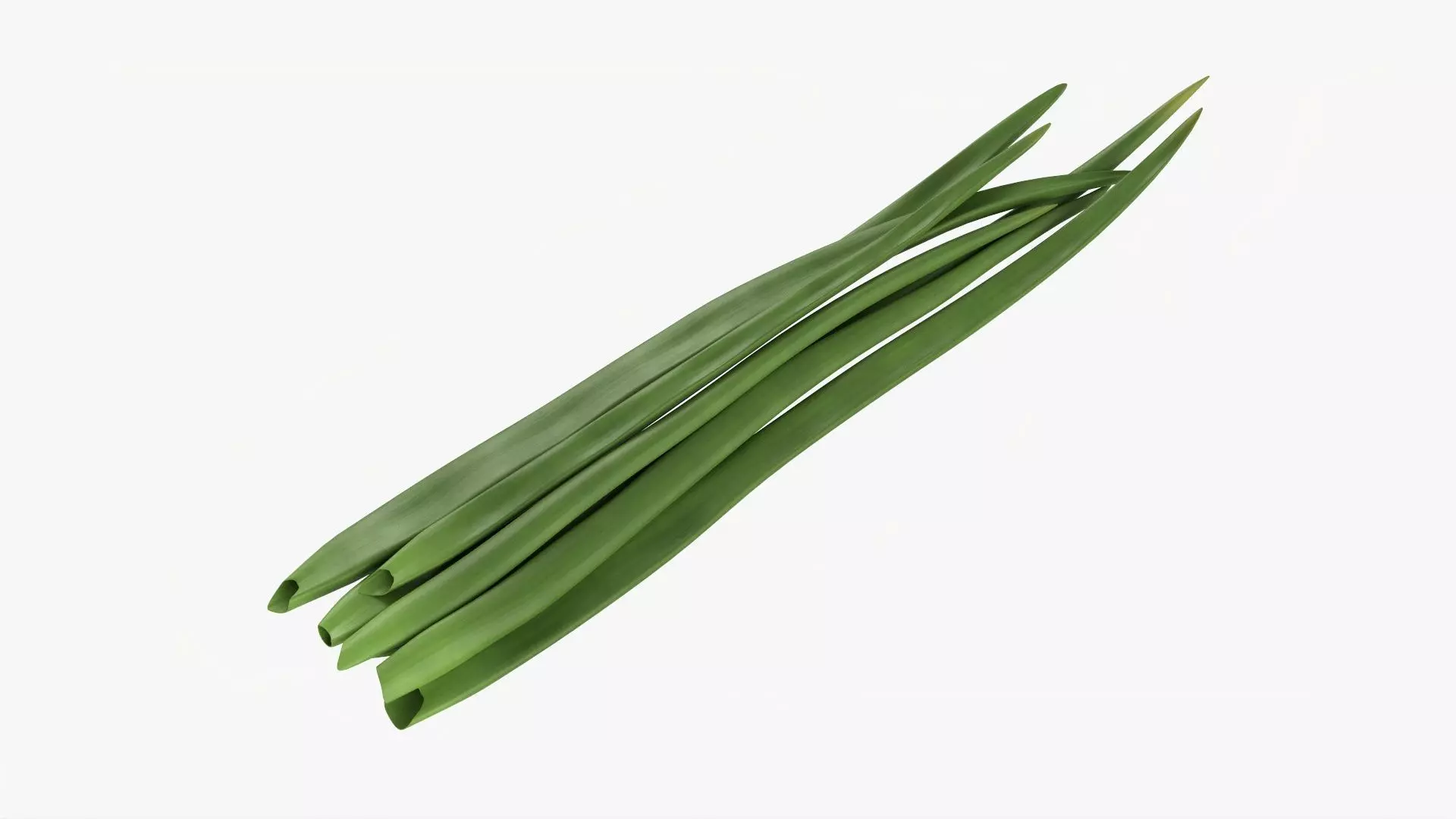 Spring onions 03 3D model