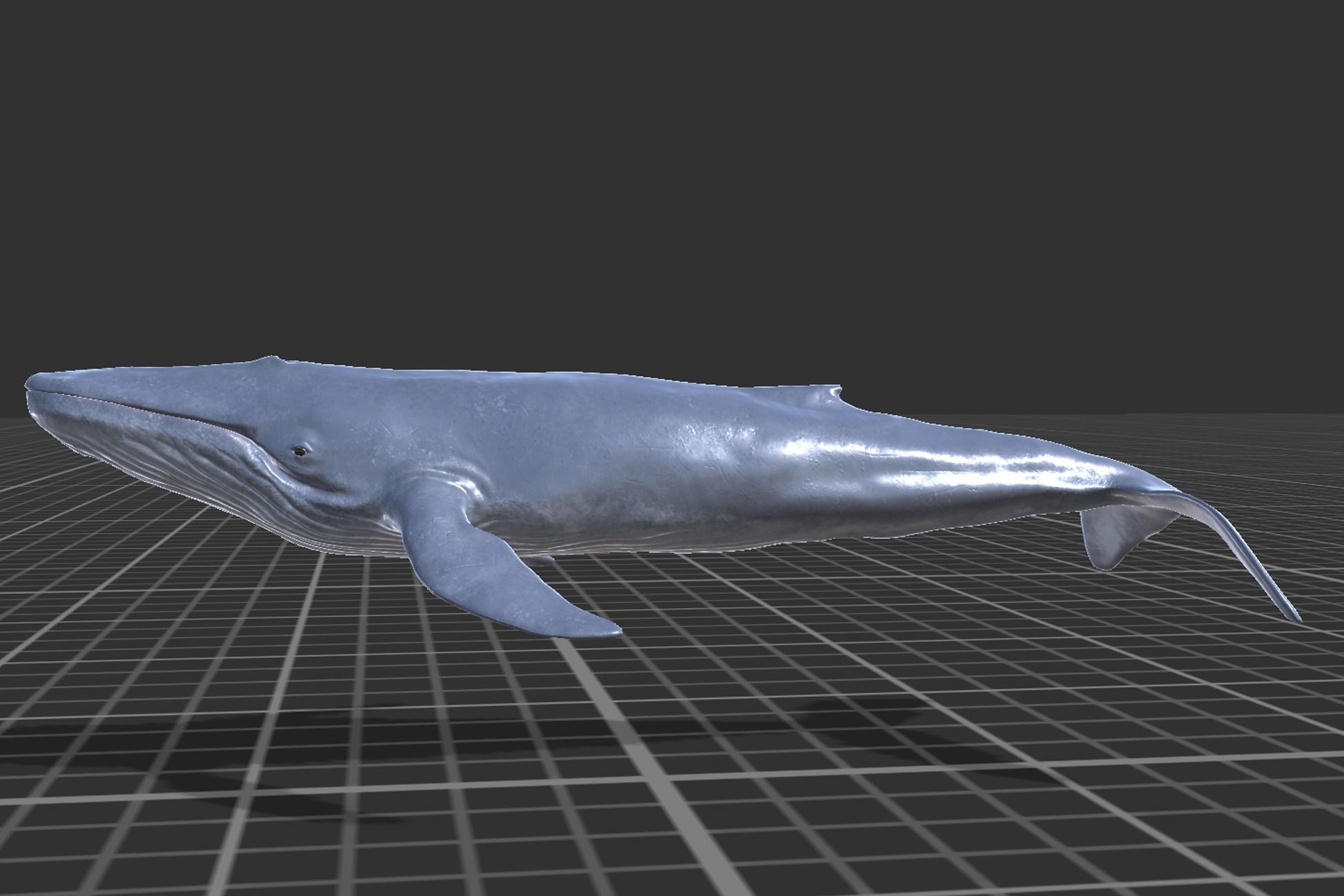 Blue Whale Low-poly 3D model_2